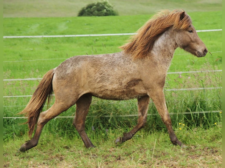 Caballos islandeses Caballo castrado 3 años 137 cm Palomino in Saarland