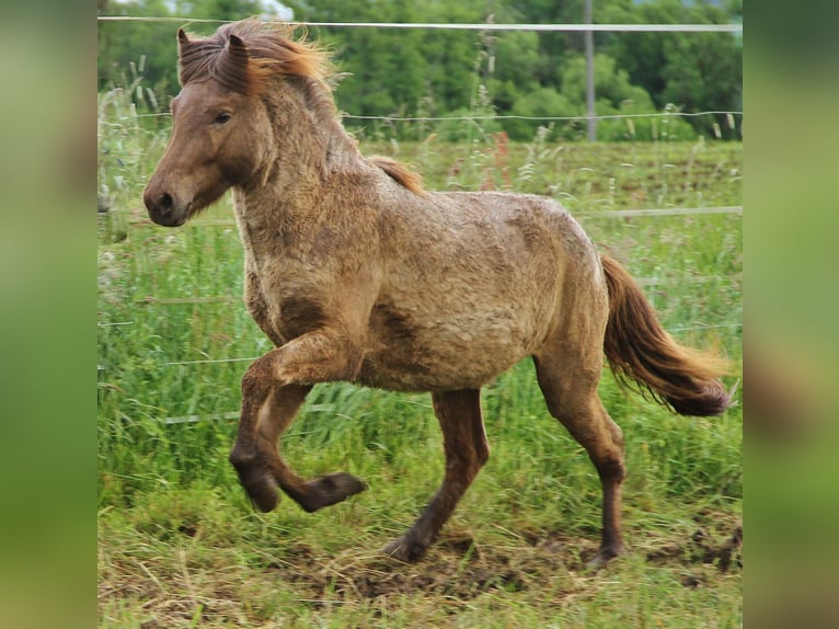 Caballos islandeses Caballo castrado 3 años 137 cm Palomino in Saarland