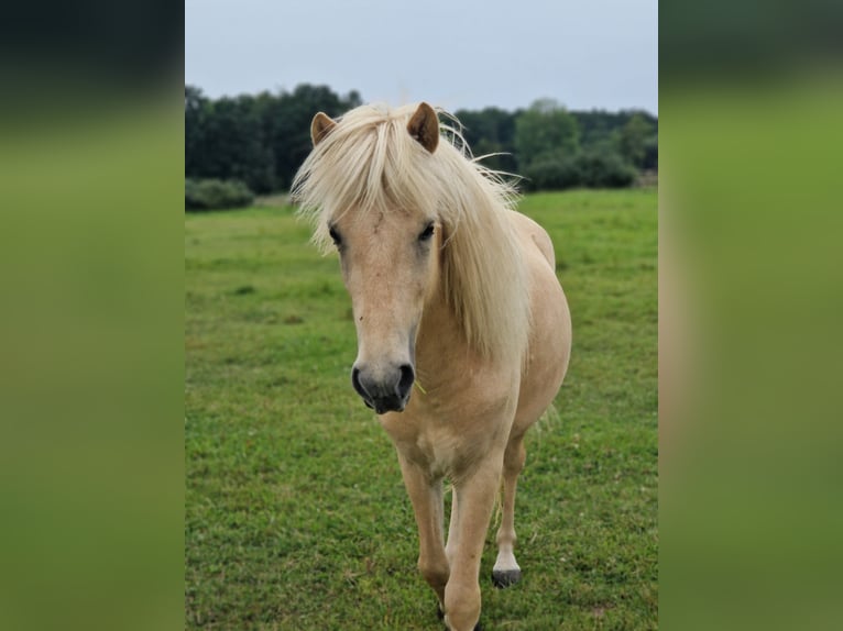 Caballos islandeses Caballo castrado 3 años 138 cm Palomino in Warburg