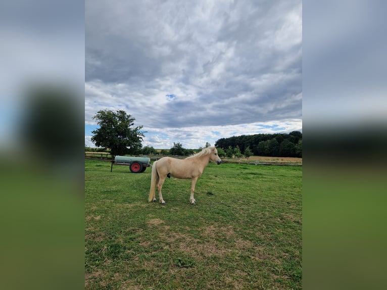 Caballos islandeses Caballo castrado 3 años 138 cm Palomino in Warburg