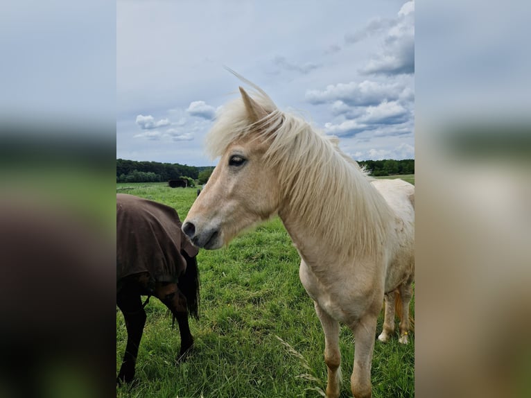 Caballos islandeses Caballo castrado 3 años 138 cm Palomino in Warburg