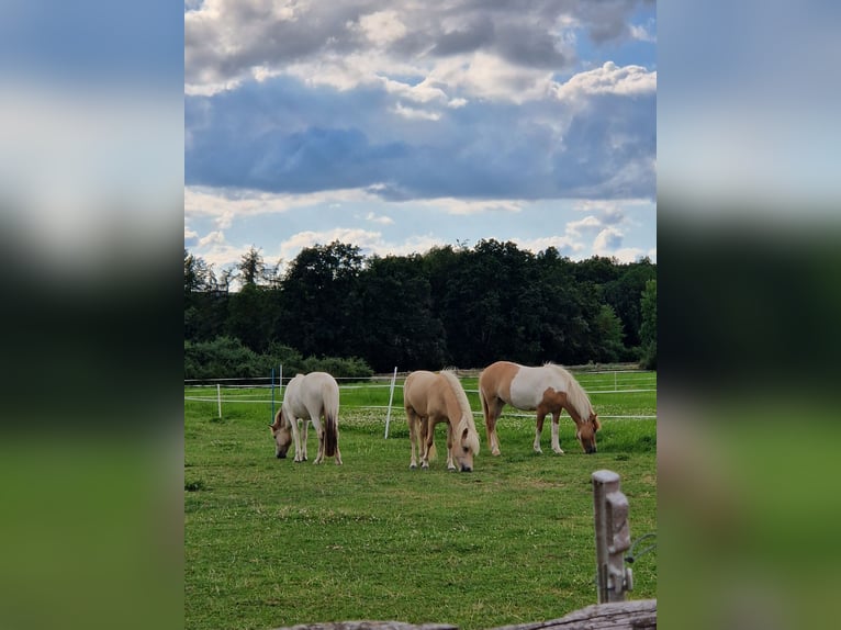 Caballos islandeses Caballo castrado 3 años 138 cm Palomino in Warburg