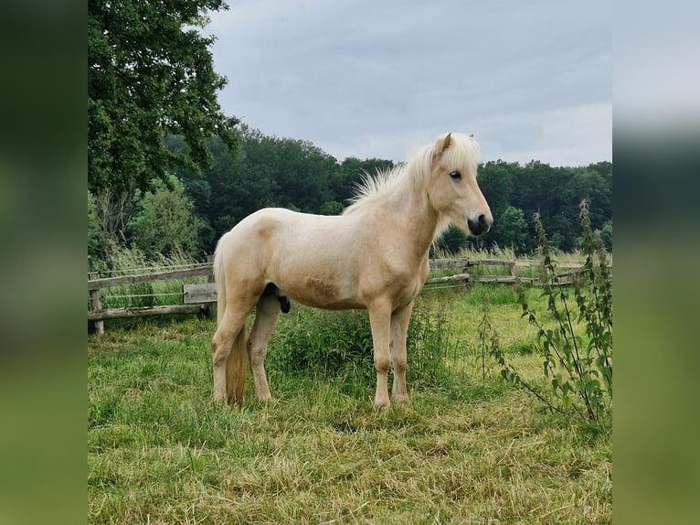 Caballos islandeses Caballo castrado 3 años 138 cm Palomino in Warburg