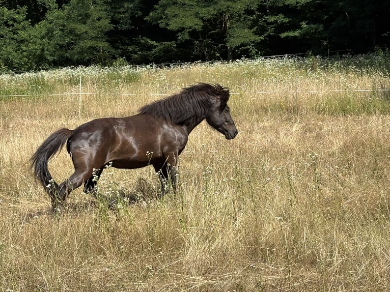 Caballos islandeses Caballo castrado 3 años 139 cm Negro in Blieskastel