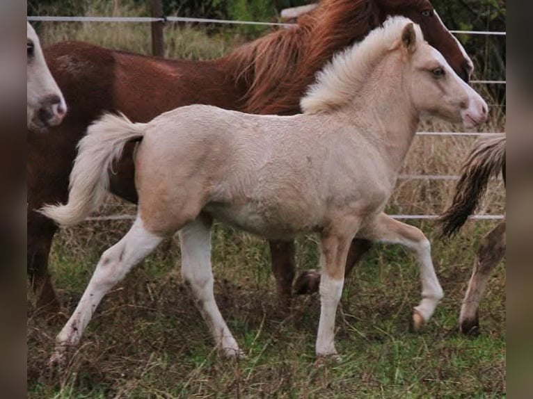 Caballos islandeses Caballo castrado 3 años 139 cm Palomino in Saarland
