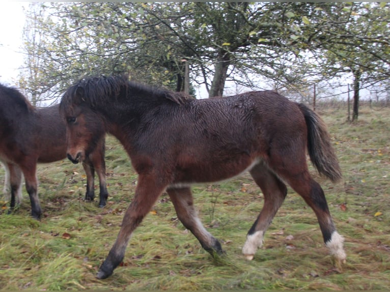 Caballos islandeses Caballo castrado 3 años 140 cm Castaño in Brauneberg