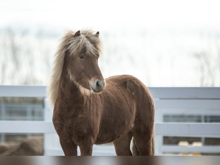 Caballos islandeses Caballo castrado 3 años 142 cm Alazán in Lehmrade
