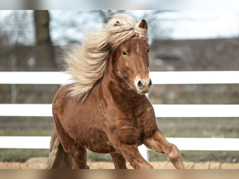 Caballos islandeses Caballo castrado 3 años 142 cm Alazán in Lehmrade
