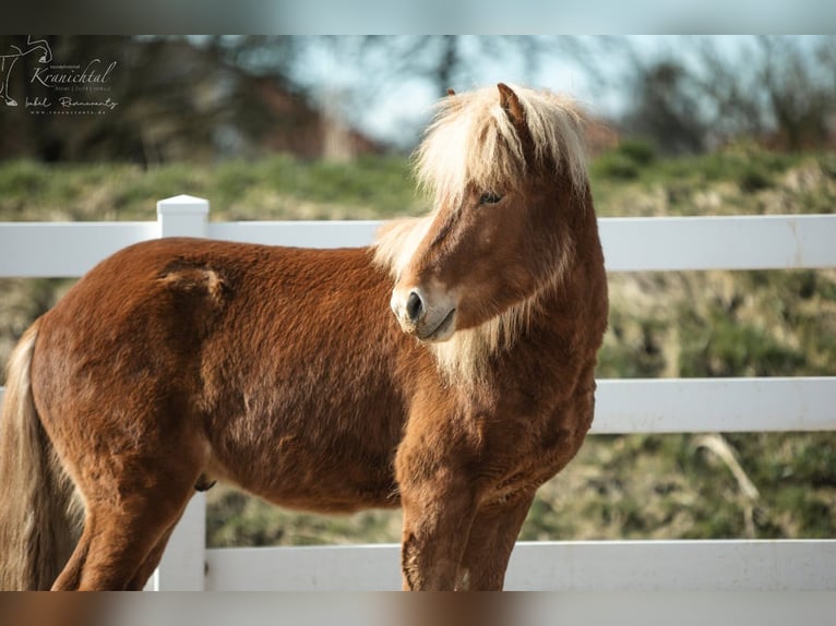 Caballos islandeses Caballo castrado 3 años 142 cm Alazán in Lehmrade