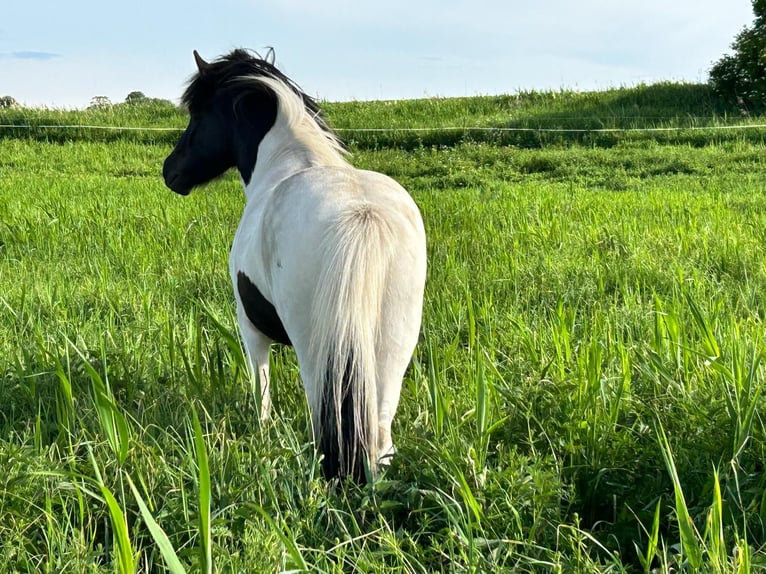 Caballos islandeses Caballo castrado 3 años 142 cm Pío in Neverin