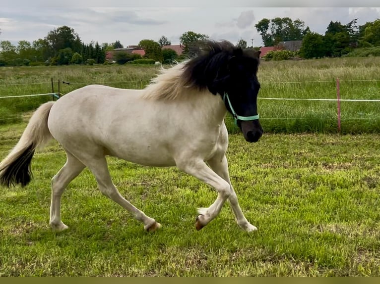 Caballos islandeses Caballo castrado 3 años 142 cm Pío in Neverin