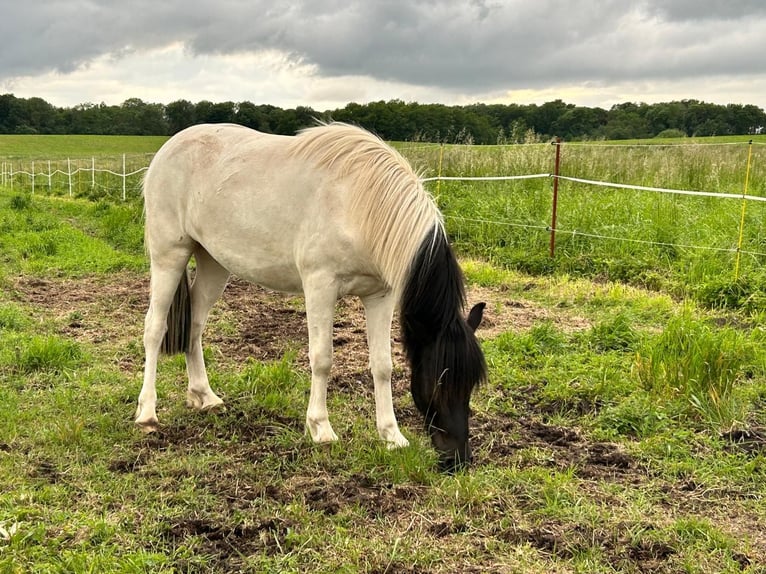 Caballos islandeses Caballo castrado 3 años 142 cm Pío in Neverin