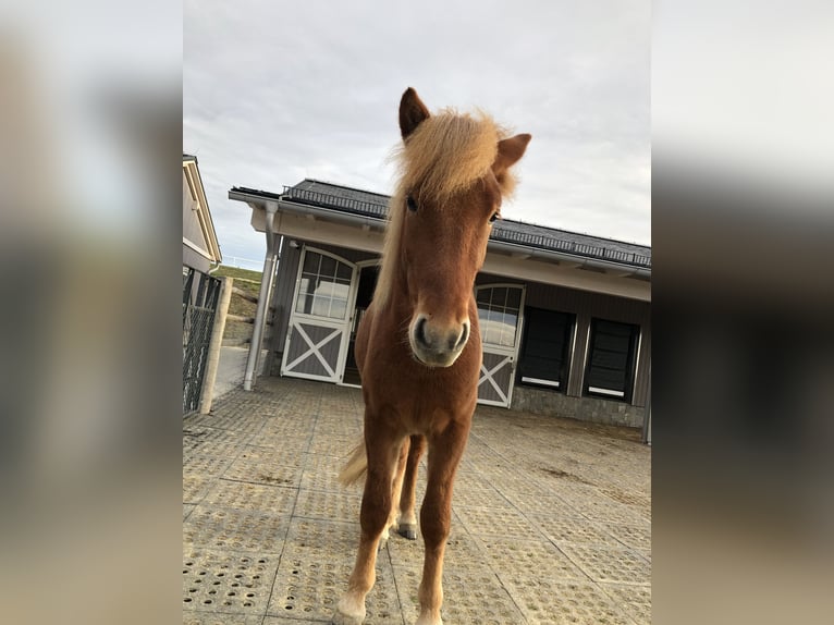 Caballos islandeses Caballo castrado 3 años 143 cm Alazán in Diersbach