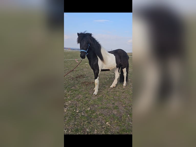 Caballos islandeses Caballo castrado 3 años 143 cm Pío in Aurach