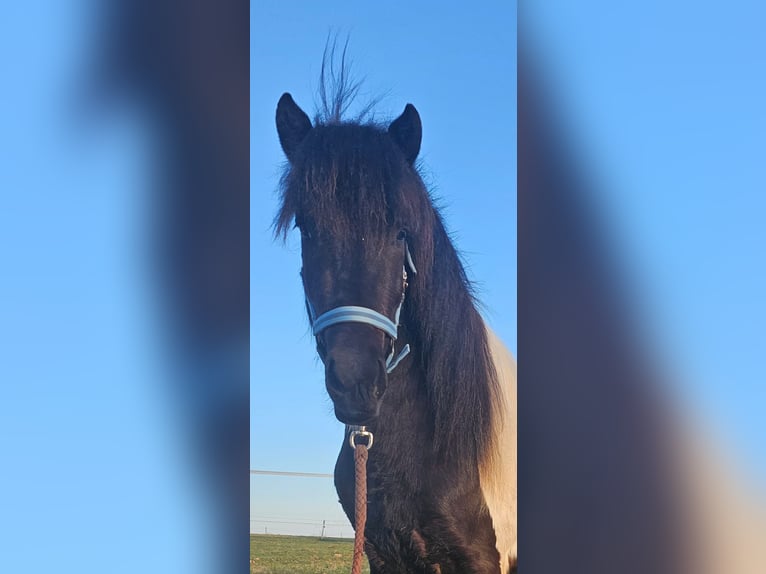 Caballos islandeses Caballo castrado 3 años 143 cm Pío in Aurach