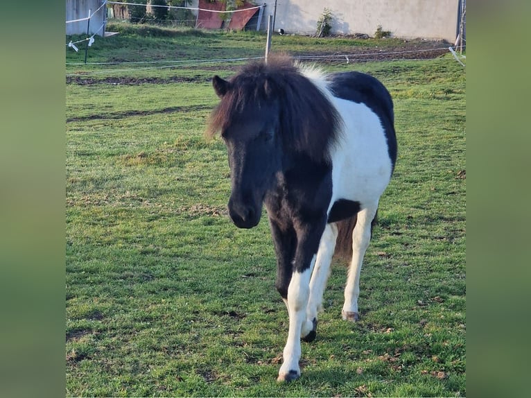 Caballos islandeses Caballo castrado 3 años 143 cm Pío in Aurach