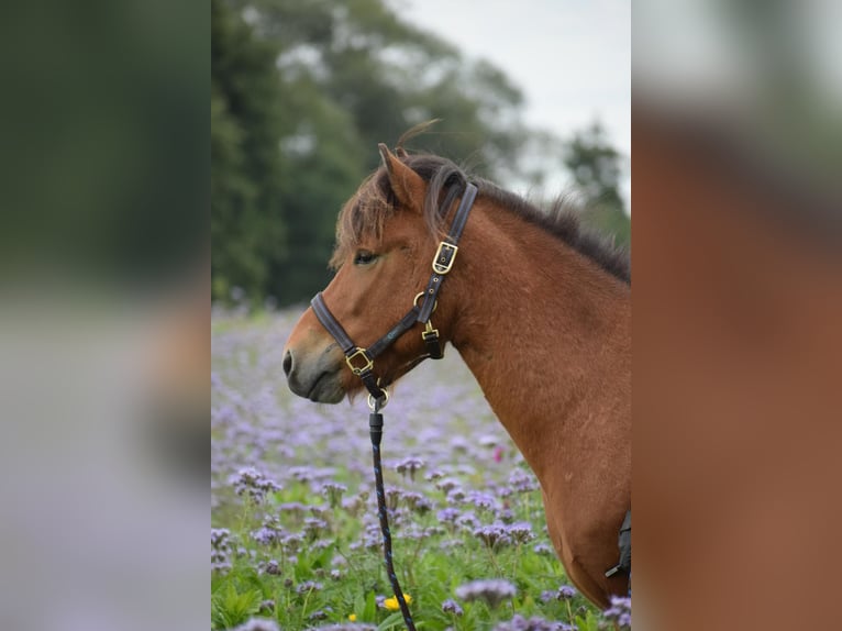 Caballos islandeses Caballo castrado 3 años 144 cm Castaño in Blunk