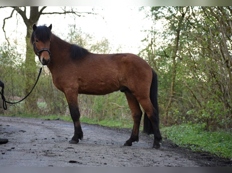 Caballos islandeses Caballo castrado 3 años 144 cm Castaño in Blunk