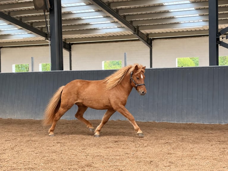Caballos islandeses Caballo castrado 3 años 145 cm Bayo in Horst