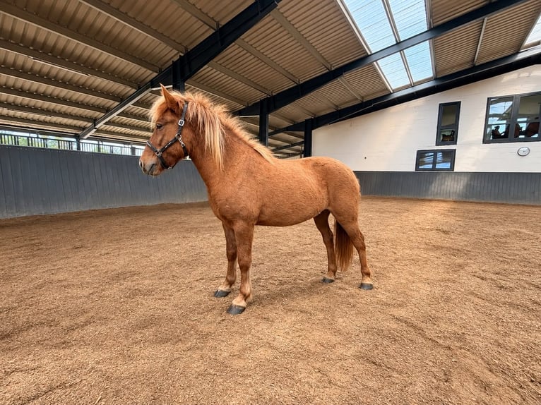 Caballos islandeses Caballo castrado 3 años 145 cm Bayo in Horst