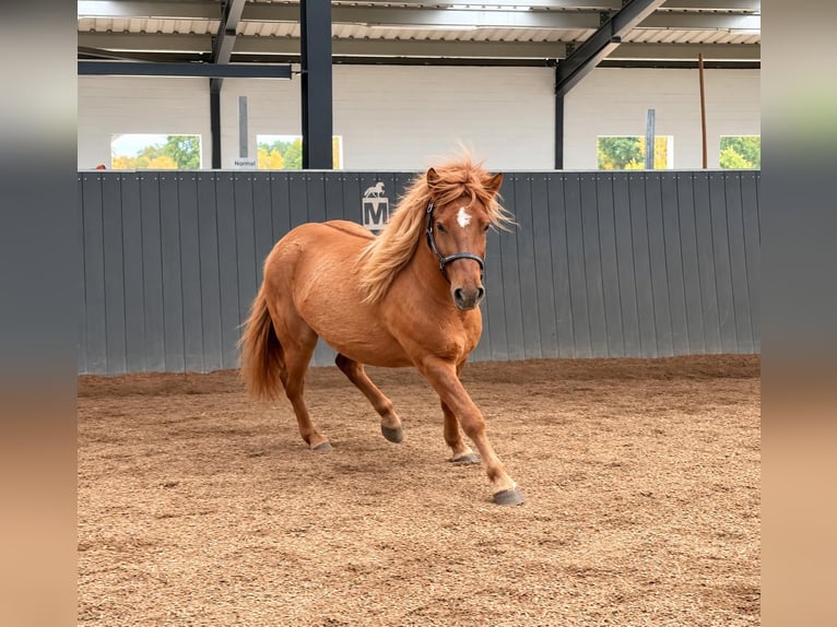 Caballos islandeses Caballo castrado 3 años 145 cm Bayo in Horst