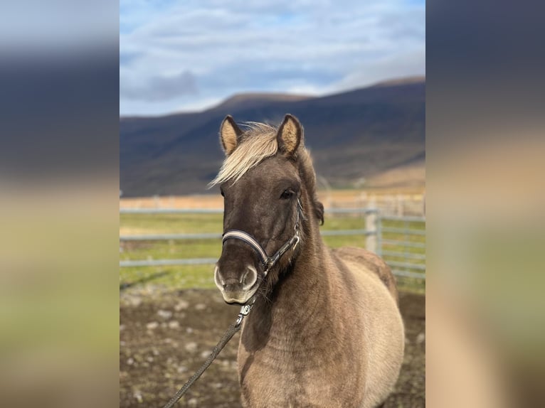 Caballos islandeses Caballo castrado 3 años in Reykjavik