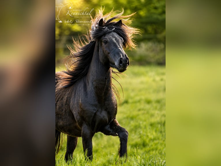 Caballos islandeses Caballo castrado 3 años Negro in Lehmrade
