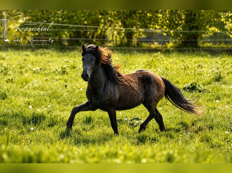 Caballos islandeses Caballo castrado 3 años Negro in Lehmrade