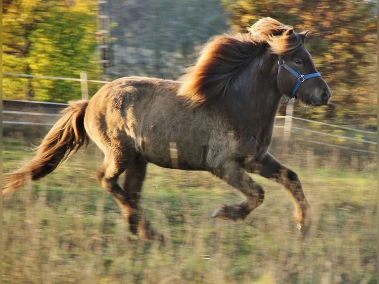 Caballos islandeses Caballo castrado 3 años Palomino in Saarland