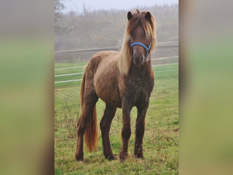 Caballos islandeses Caballo castrado 3 años Palomino in Saarland