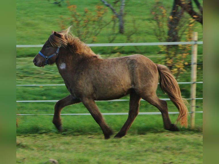 Caballos islandeses Caballo castrado 3 años Palomino in Saarland