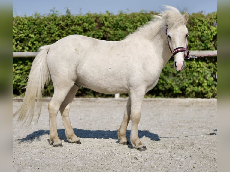 Caballos islandeses Caballo castrado 4 años 130 cm Champán in Neustadt (Wied)