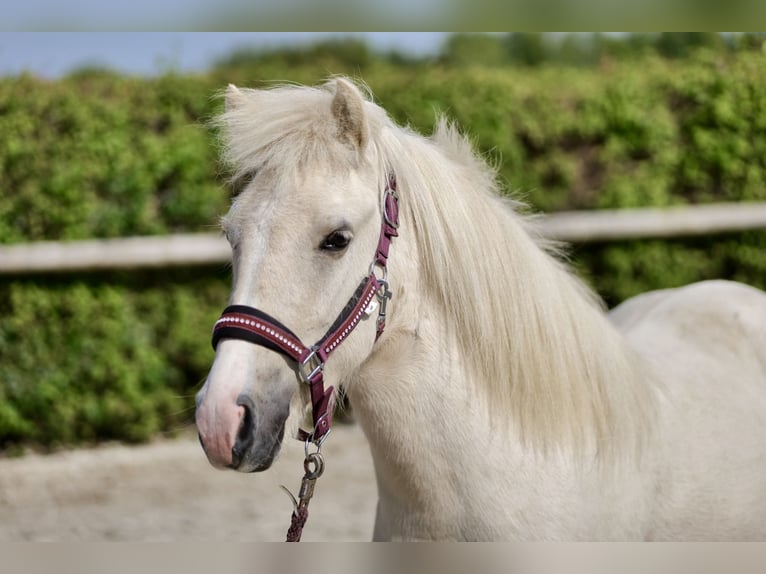 Caballos islandeses Caballo castrado 4 años 130 cm Champán in Neustadt (Wied)