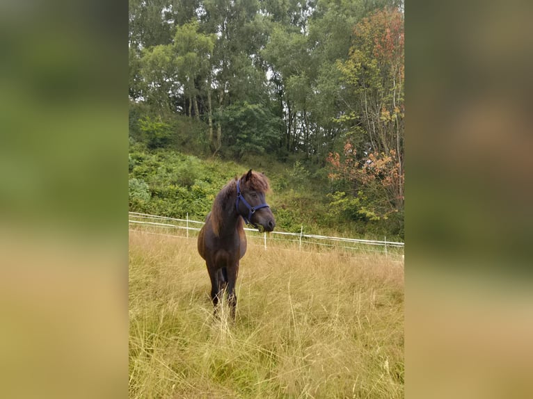 Caballos islandeses Caballo castrado 4 años 132 cm Morcillo in Kaufungen