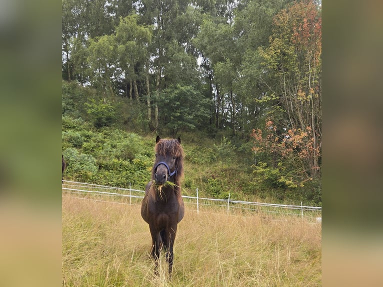 Caballos islandeses Caballo castrado 4 años 132 cm Morcillo in Kaufungen