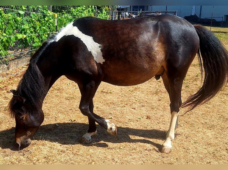 Caballos islandeses Mestizo Caballo castrado 4 años 133 cm Pío in Kreuzwertheim-Röttbach