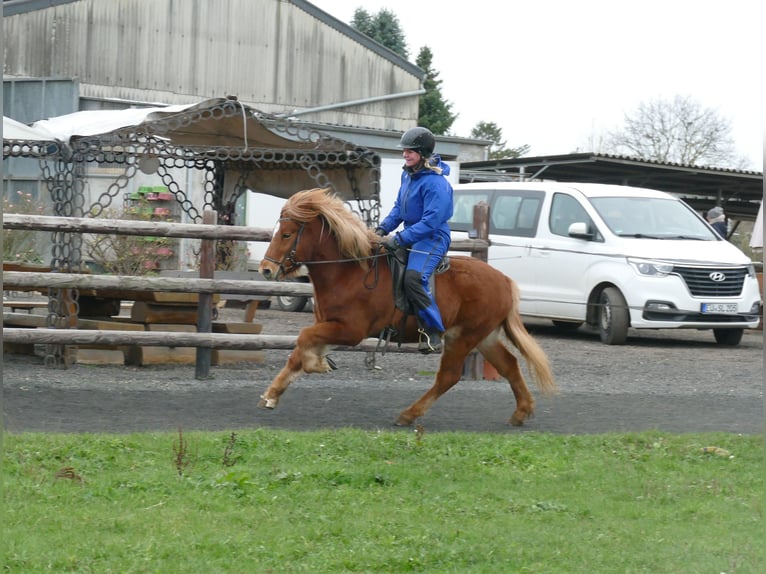 Caballos islandeses Caballo castrado 4 años 134 cm Alazán in Euskirchen