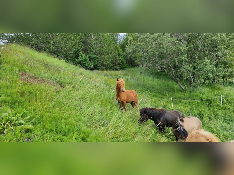 Caballos islandeses Caballo castrado 4 años 134 cm Alazán-tostado in selfoss