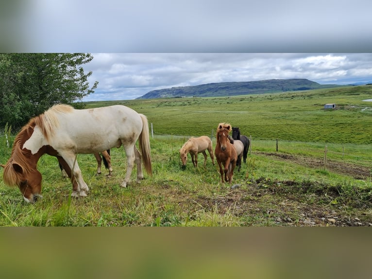 Caballos islandeses Caballo castrado 4 años 134 cm Alazán-tostado in selfoss