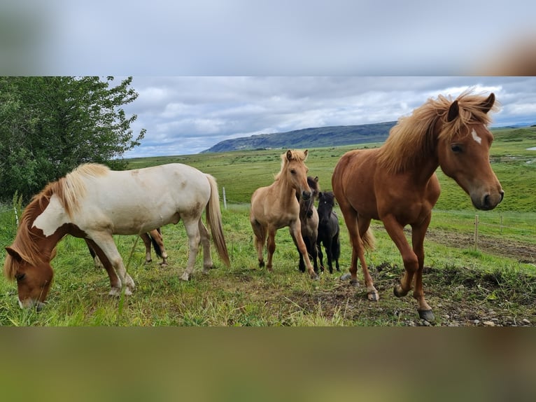 Caballos islandeses Caballo castrado 4 años 134 cm Alazán-tostado in selfoss