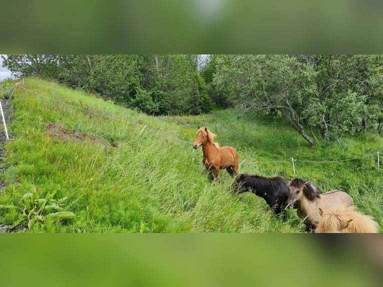 Caballos islandeses Caballo castrado 4 años 134 cm Alazán-tostado in selfoss