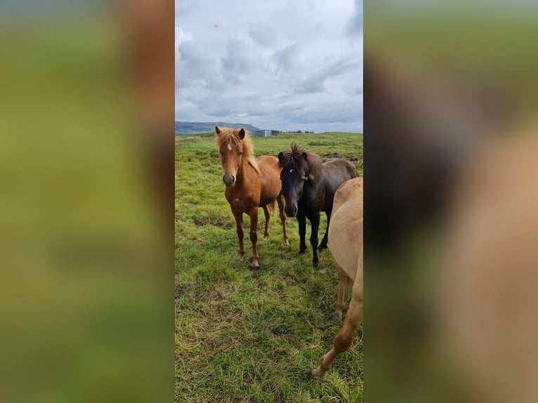 Caballos islandeses Caballo castrado 4 años 134 cm Alazán-tostado in selfoss