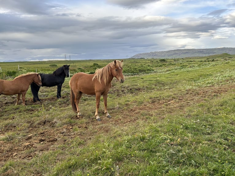 Caballos islandeses Caballo castrado 4 años 134 cm Alazán-tostado in selfoss