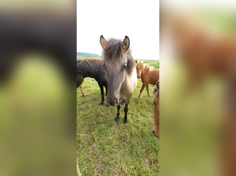 Caballos islandeses Caballo castrado 4 años 134 cm Grullo in Selfoss