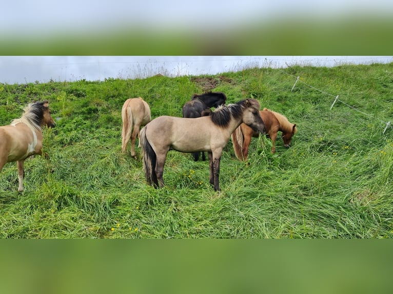 Caballos islandeses Caballo castrado 4 años 134 cm Grullo in Selfoss