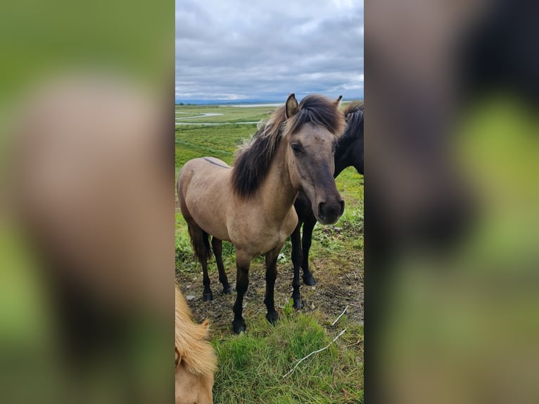 Caballos islandeses Caballo castrado 4 años 134 cm Grullo in Selfoss