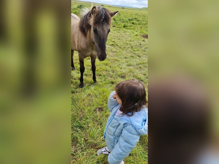 Caballos islandeses Caballo castrado 4 años 134 cm Grullo in Selfoss