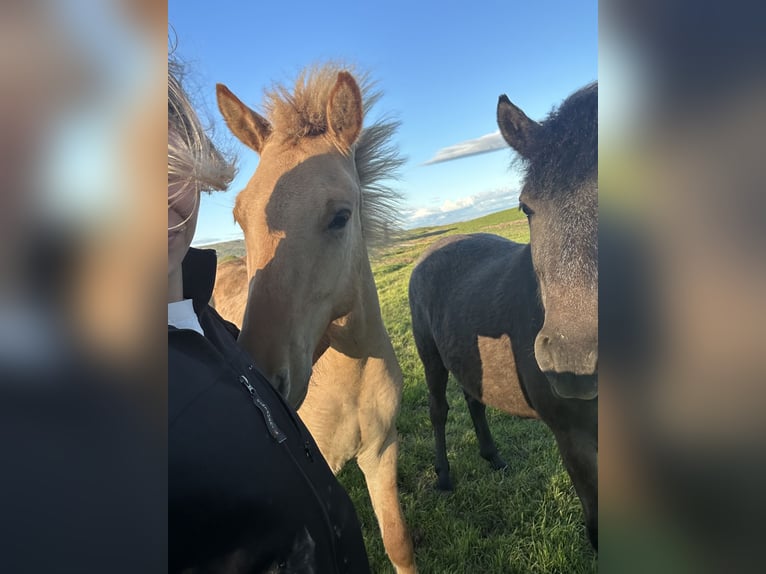 Caballos islandeses Caballo castrado 4 años 135 cm Red Dun/Cervuno in selfoss