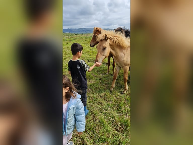 Caballos islandeses Caballo castrado 4 años 135 cm Red Dun/Cervuno in selfoss