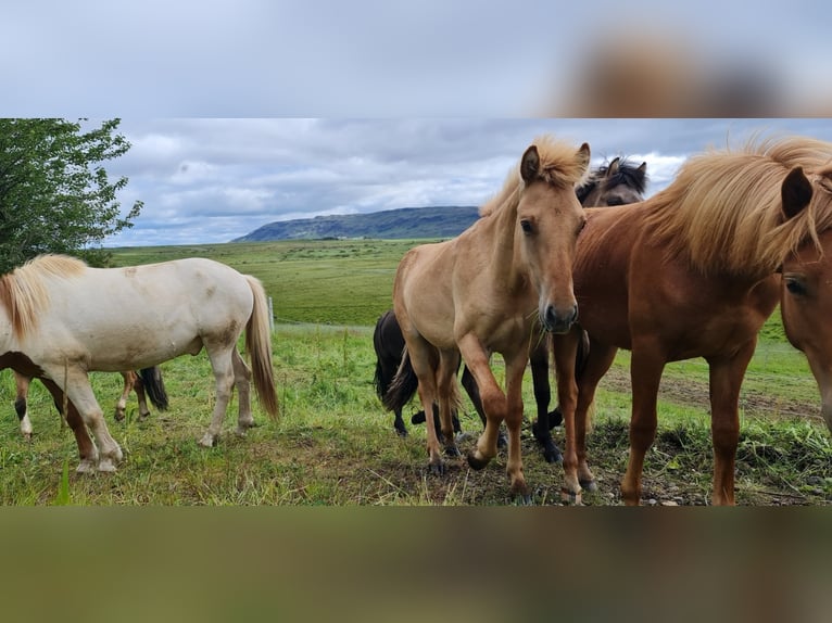 Caballos islandeses Caballo castrado 4 años 135 cm Red Dun/Cervuno in selfoss